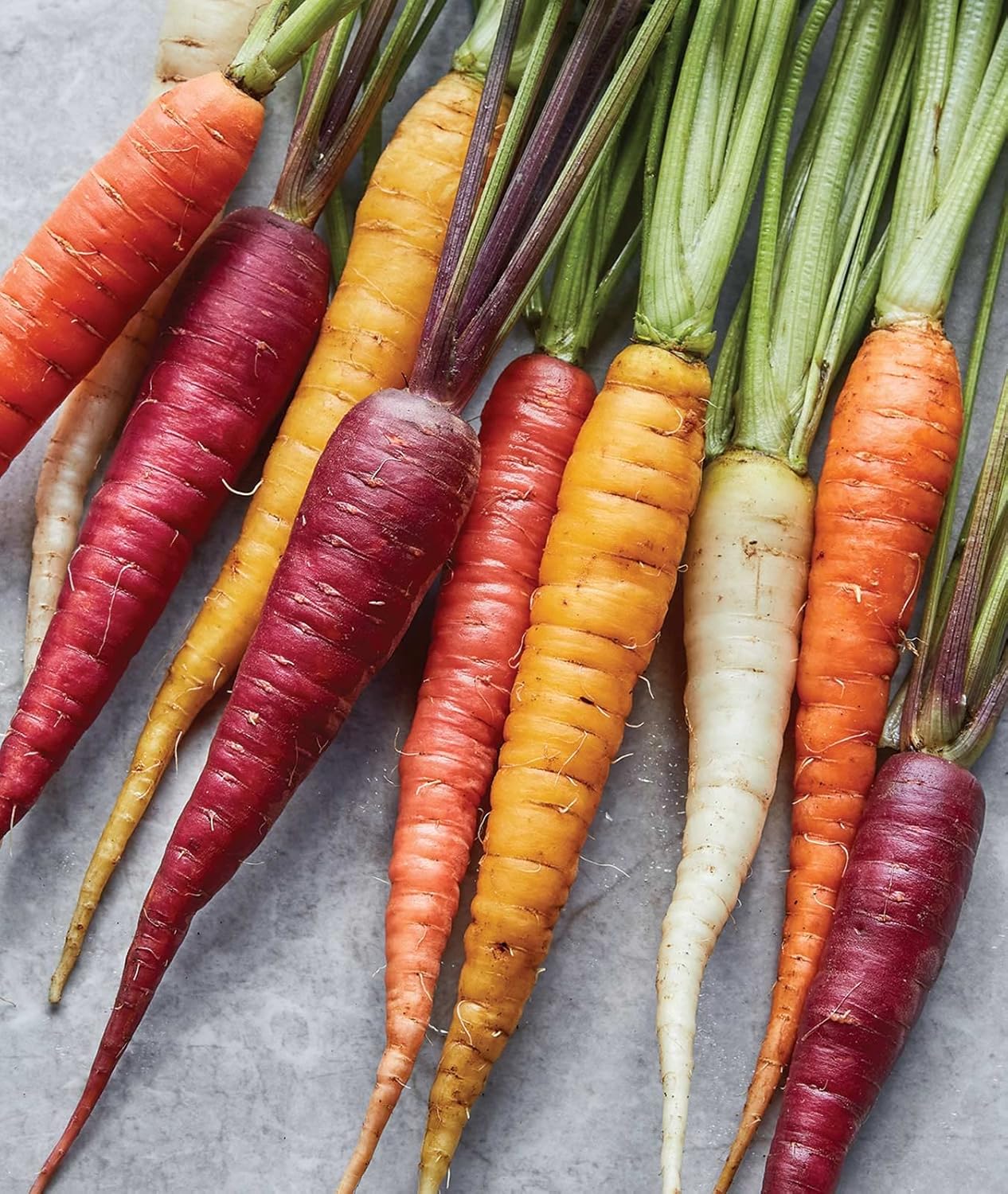 1500 Burpee Kaleidoscope Blend Carrot Seeds seeds