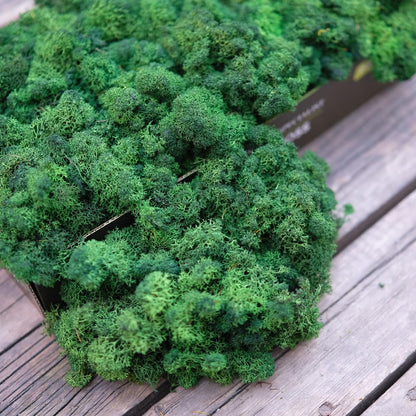 Prefleur Preserved Reindeer Moss Natural Green DIY Kit Terrariums Gardenning Art Wall Decor Florist Decor Easter Table Decor Wedding Decor (0.85lb) (Green-04)