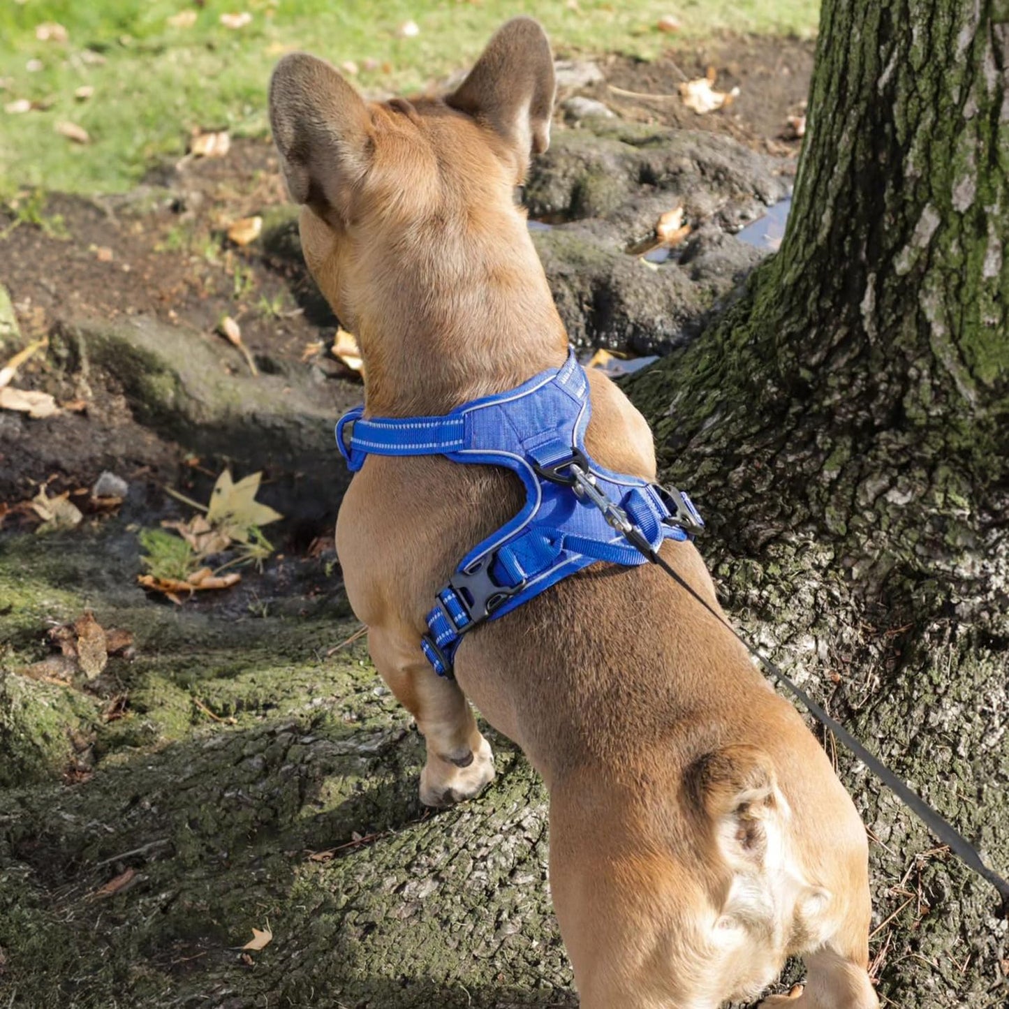 Voyager No Pull Dog Harness for Small Dogs, Dual Leash Attachments, Adjustable Soft but Strong Pet Harness with 3M Reflective Technology, Royal Blue Lattice Nylon, S (Chest: 16-20")