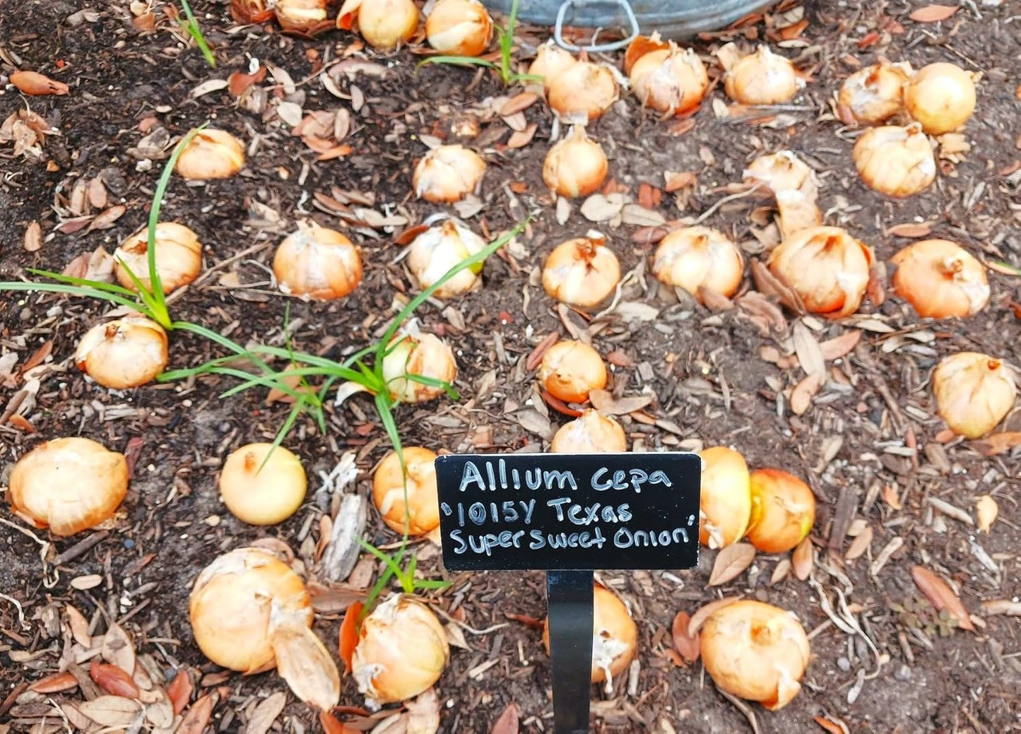 1015Y 400+ Count 1000+ 2026 TomorrowSeeds - Texas SuperSweet Onion Seeds - & Burgundy Red Onion - for Planting Official