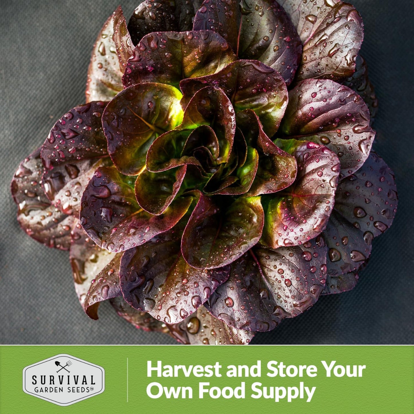 (5 Packs) Red Romaine Lettuce Seeds for Planting - Crisp Red Leaf Romaine Lettuce Seeds for Garden Growing, High Yield