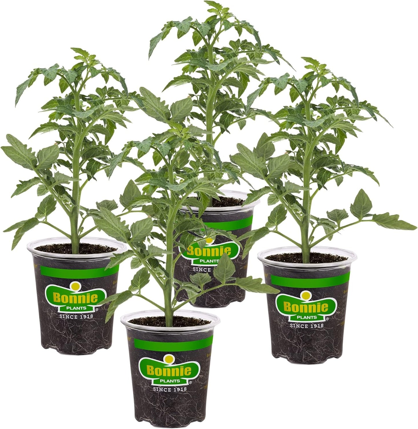 19.3 oz. 4-pack Bonnie Plants Big Beef Tomato