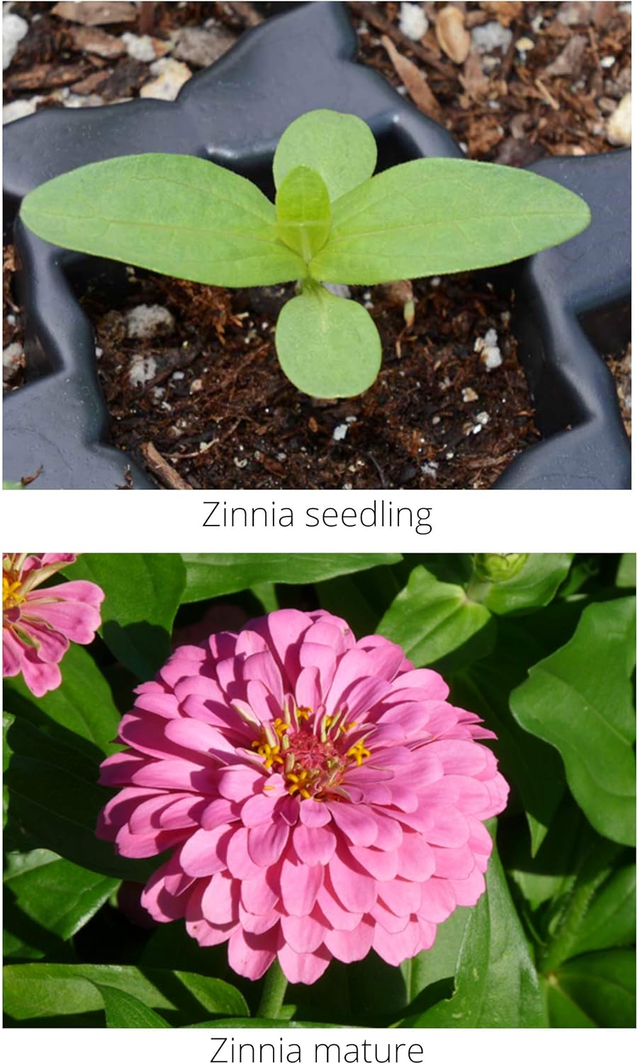 Zinnia Mix from Earth Science (2 lb), 3-in-1 Mix with Premium Wildflower Seed, Plant Food, Soil Conditioners, Non-GMO