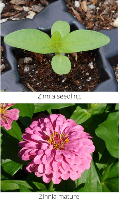 Zinnia Mix from Earth Science (2 lb), 3-in-1 Mix with Premium Wildflower Seed, Plant Food, Soil Conditioners, Non-GMO