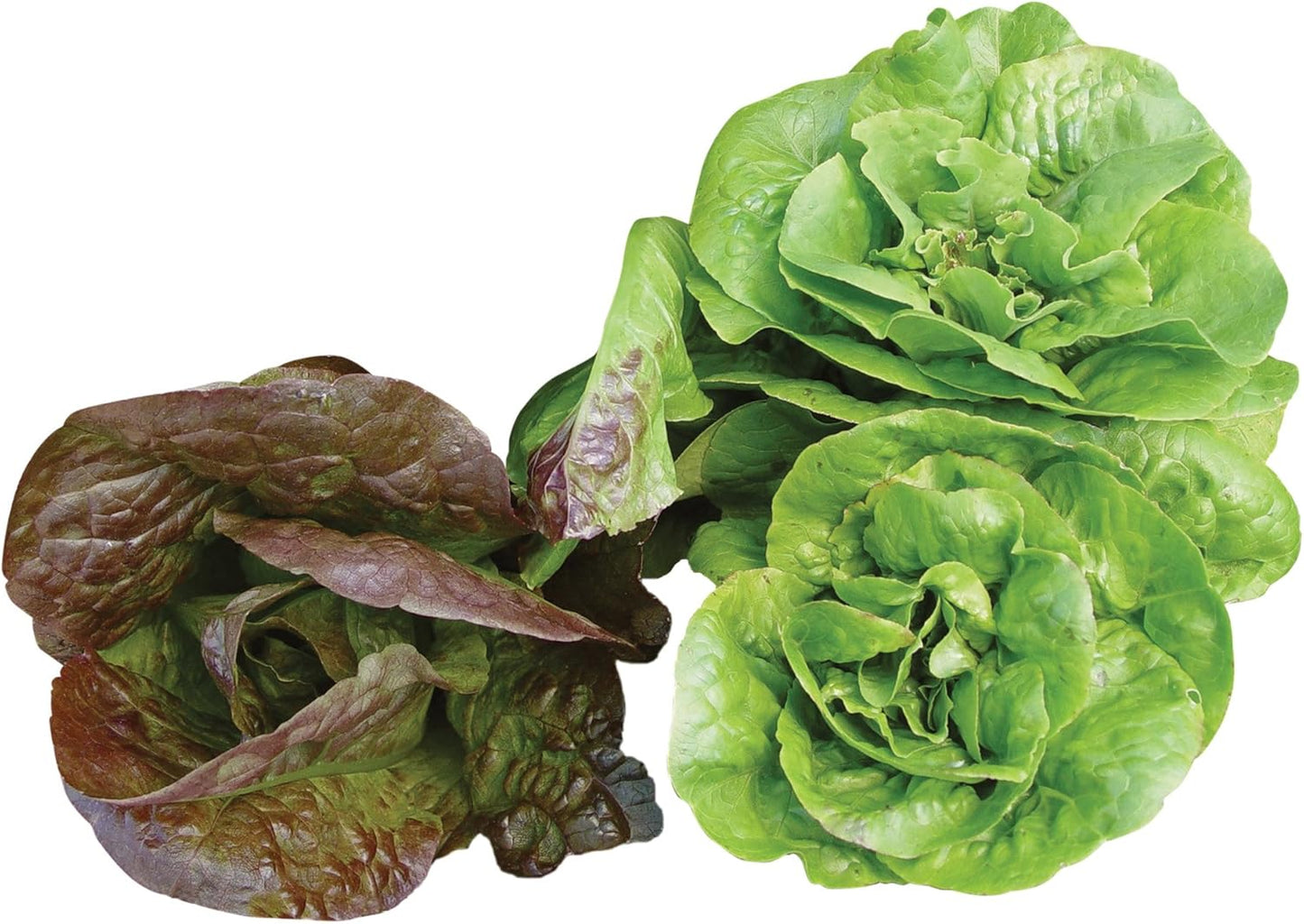 500 Burpee Bibb Blend Lettuce Seeds seeds