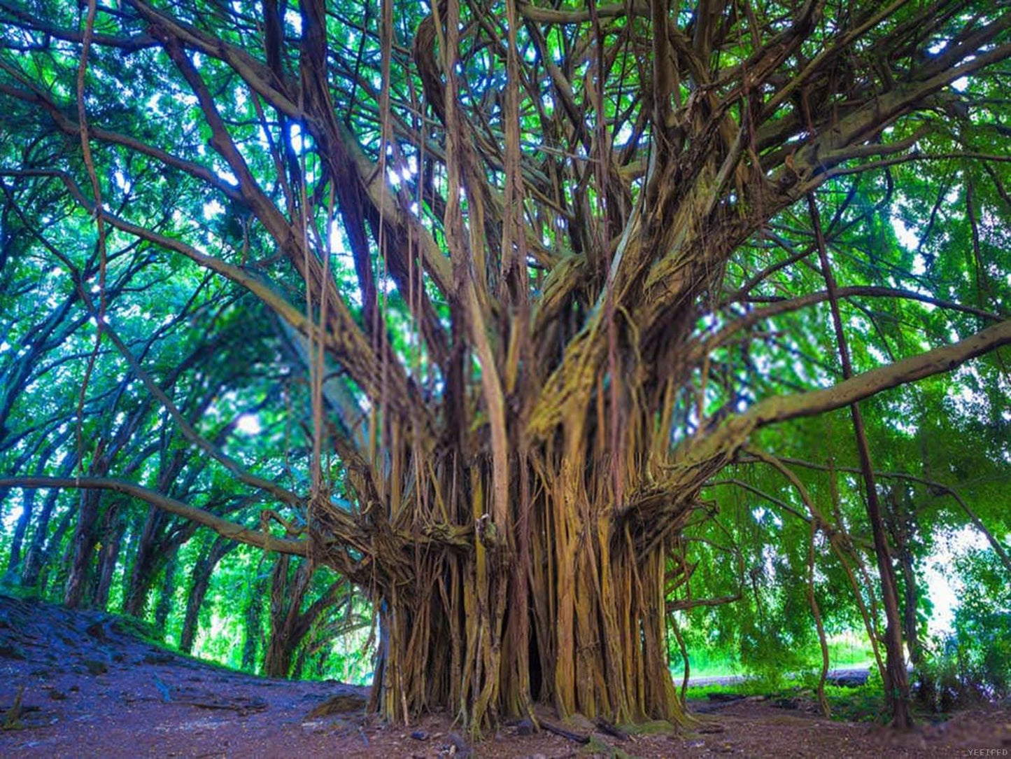 YEEIFFD DIY 5D Painting Numbering Kit Tree Banyan Hawaii Maui Kauai Landscape Nature Outdoors 12 X 16 Adult Rhinestone Painting Kit for Home Decoration