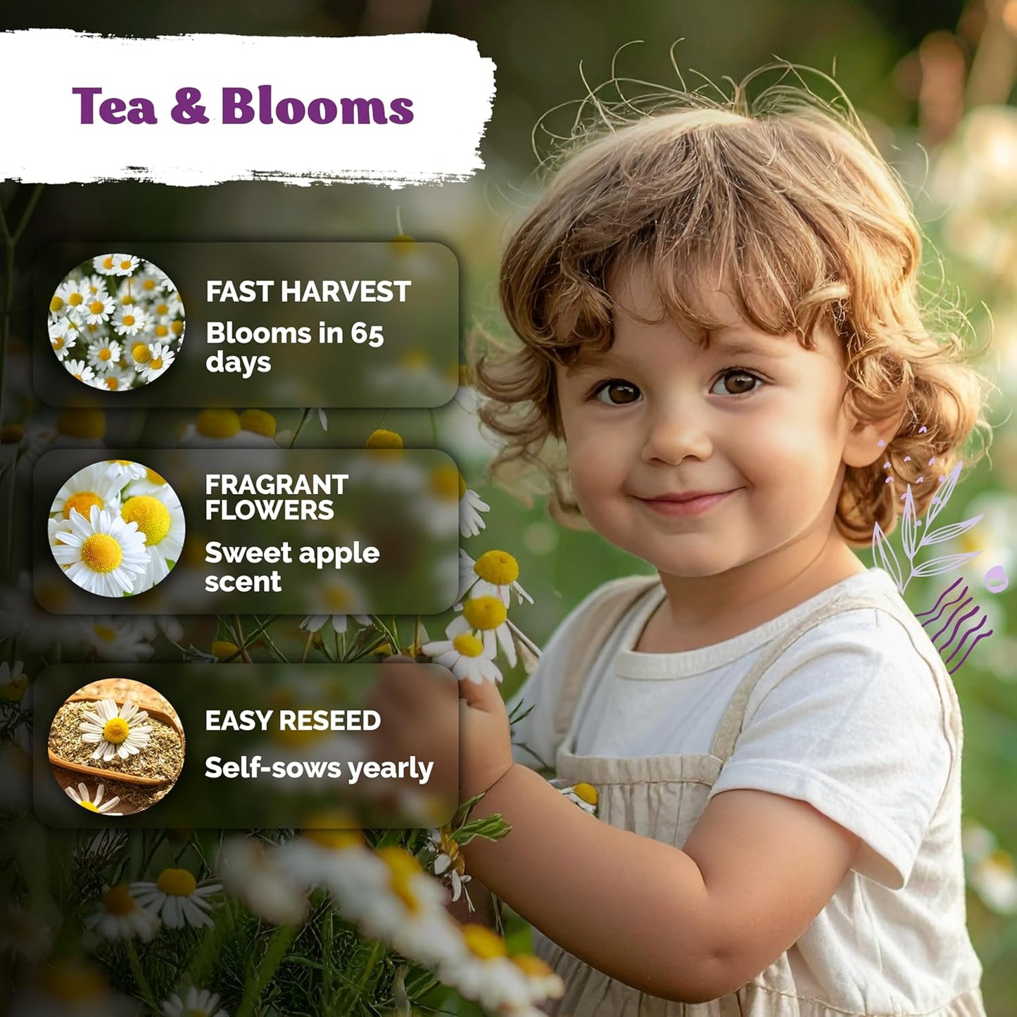 2,500 KVITER German Chamomile Seeds for Planting (Matricaria Chamomilla/Recutita) Heirloom & Non-Gmo Medicinal Herb