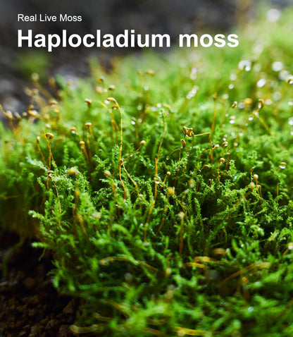 Live Moss Variety Pack for Reptiles– 3-Pack Mixed Real Terrarium Mosses (Each 3.5" x 7") – Live Sheet/Sphagnum Moss for Snake Gecko Turtle Frog Habitats, DIY Plant Décor – Fresh Reptiles Substrate