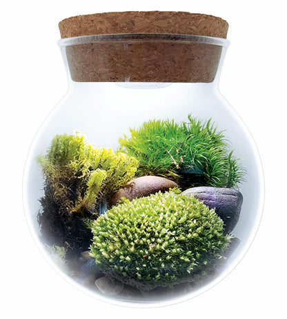 Create Your Serene Moss Sanctuary with The Unique Gardener Moss Bowl Terrarium Kit with LED Light - Complete Terrarium Supplies, Indoor Plants for Stress Relief & Air Purification!
