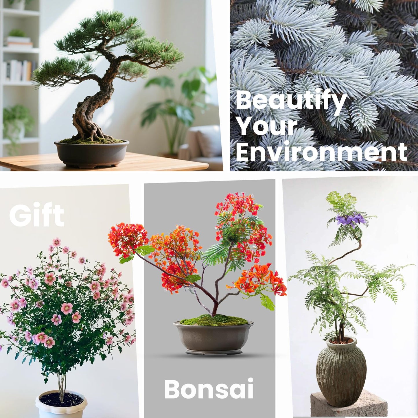 Bonsai Tree Kit for Beginners - 5 Unique Japanese Bonsai Seeds, DIY Indoor Gardening Crafts for Adults | Valentine's, Mother's Day & Birthday Gifts for Women and Men | Complete Starter Kit with Tools
