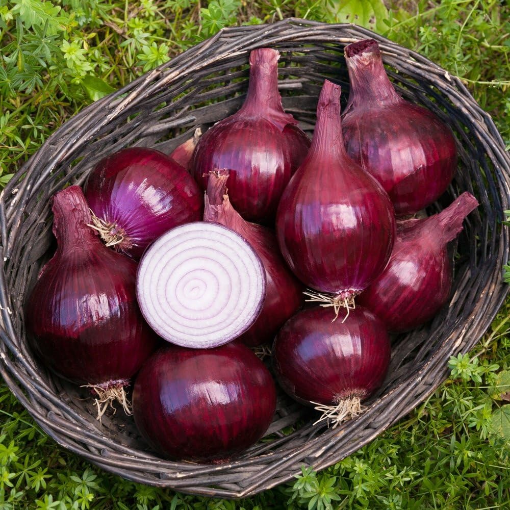 125, Organic Onion Seeds, APPR. Red Baron Onion, Heirloom Vegetable Seeds, Certified Organic, Non GMO, Non Hybrid, USA
