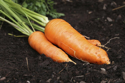 NIKA SEEDS 1000 Seeds Vegetable Carrot Red Giant - Seeds