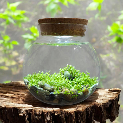 WaterPlants- Create Your Own Lush and Soothing Aquascape Terrarium Starter Kit, Indoor Plant Glass Globe Terrariums with Powerful 3 LED Light and Complete Supplies, Just Add Water!