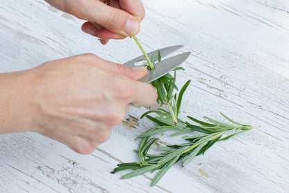 Raw Rutes Kale Razor - Kale and Herb Stripping Tool - Made in the USA from Stainless Steel - Perfect for removing stems from Herbs & Kale