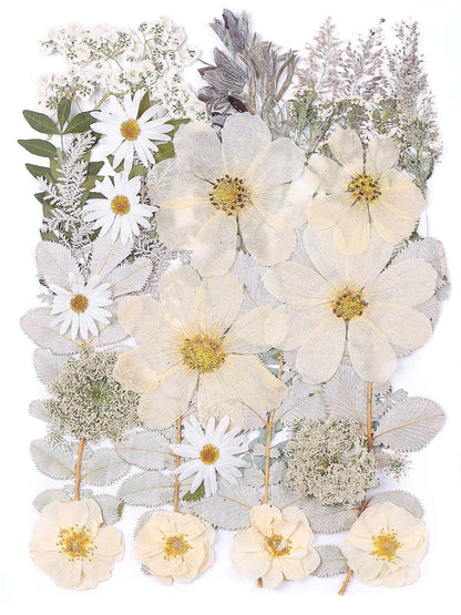 12“ Large Dried Pressed Flowers for Art Crafts, Real Dry Natural Flower Leaf Fruit Bulk for Resin Mold, Cake Decor, Glass Frame (Winter Silver)