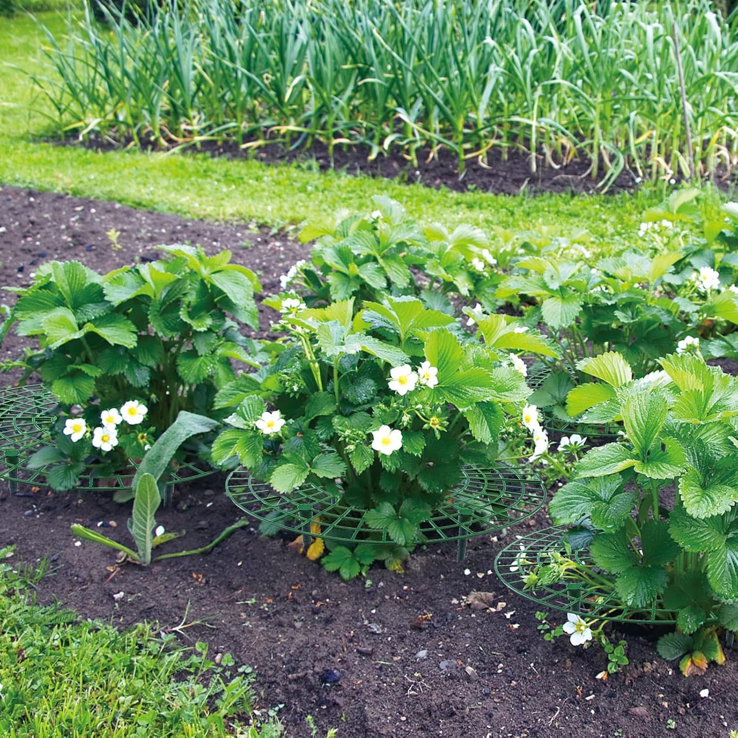 12 Pack (green-12 pack) Strawberry Supports, strawberry holder plants live for planting,Strawberry Growing