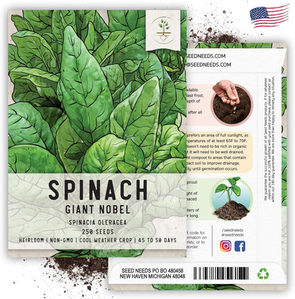 250 (5 Packs) Seed Needs, Giant Noble Spinach Seeds - Heirloom Seeds for Planting Spinacia oleracea - Make Your Own