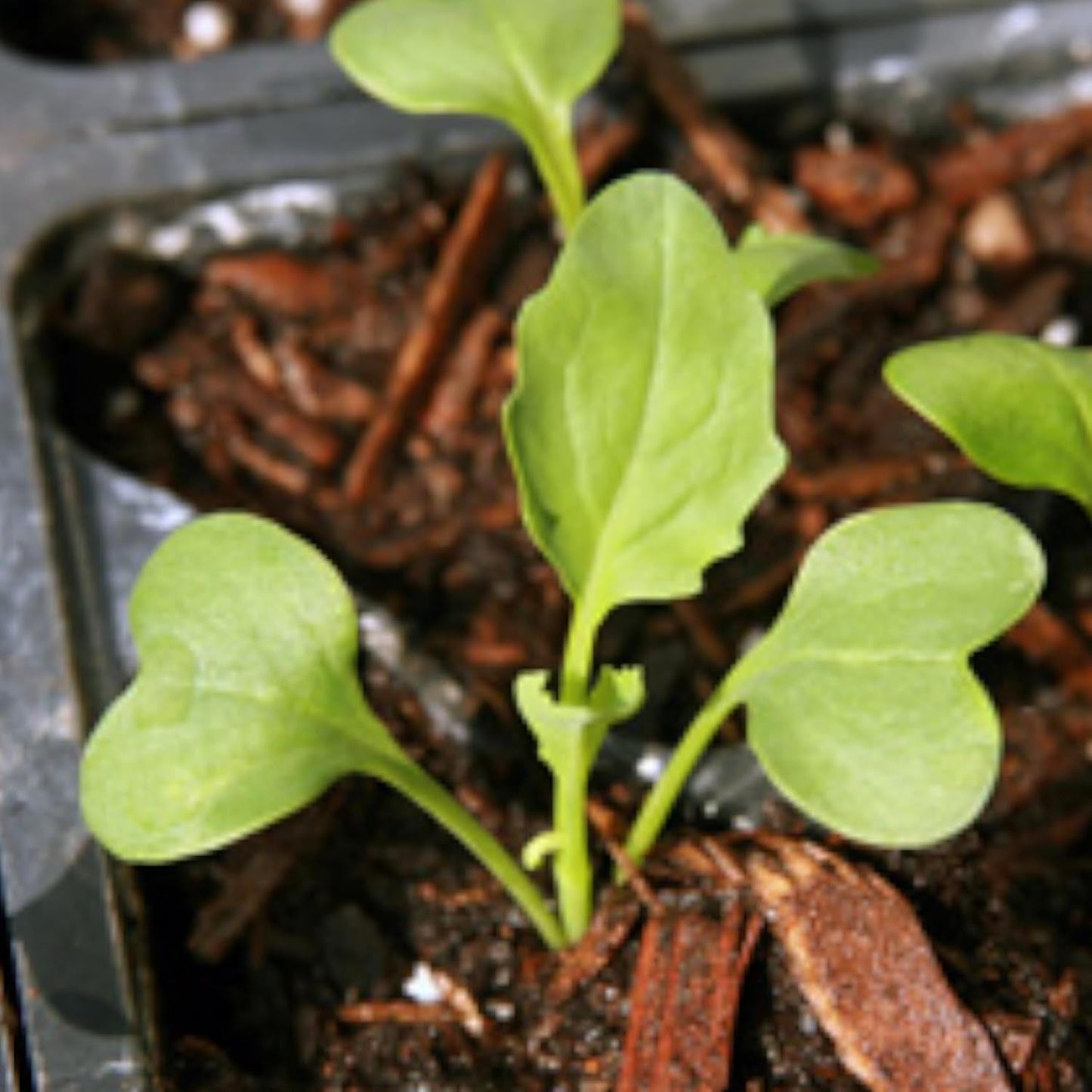 (1 Pack) Seed Needs Cauliflower Seeds for Planting Romanesco Broccoli/Cauliflowers - Non-GMO Heirloom & Untreated
