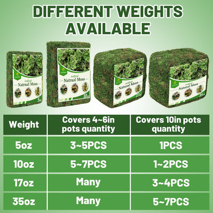 17oz Large Pack Natural Green Moss for Plants Indoor - Dried Forest Real Moss for Crafts, Artificial Fairy Gardens, Mosswall, Glass Terrariums, Floral Design, Home Decor