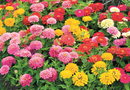 Zinnia Mix from Earth Science (2 lb), 3-in-1 Mix with Premium Wildflower Seed, Plant Food, Soil Conditioners, Non-GMO