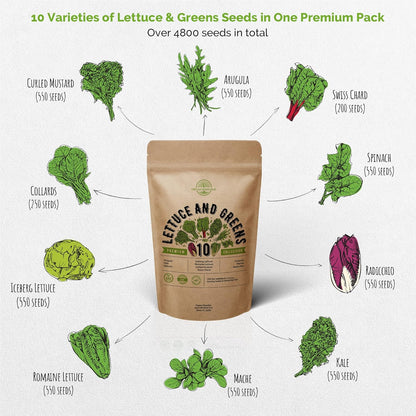 10 Pack 4800+ Organo Republic Lettuce & Salad Greens Seeds Variety Non-GMO Heirloom Lettuce Seeds for Planting Indoors