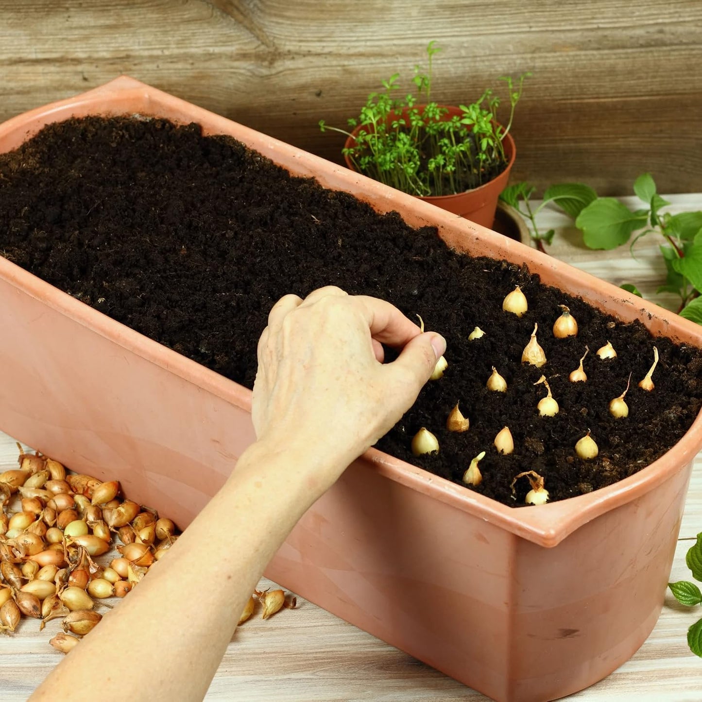 Sets 50-60 Bulbs, 8oz, Yellow Onion for Planting - Non-GMO Stuttgarter USA Grown - Stargazer Perennials
