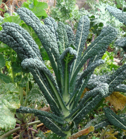 Seed Kingdom (1 Oz Kale Lacinato (AKA Dinosaur or Tuscan) Great Heirloom Vegetable Seeds by Seeds)