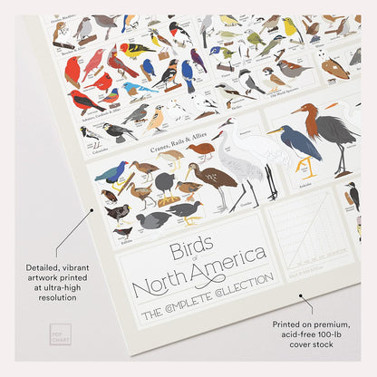 Pop Chart Birds of North America Large-Format Poster, 36" x 24", Illustrated Wall Decor for Nature Lovers