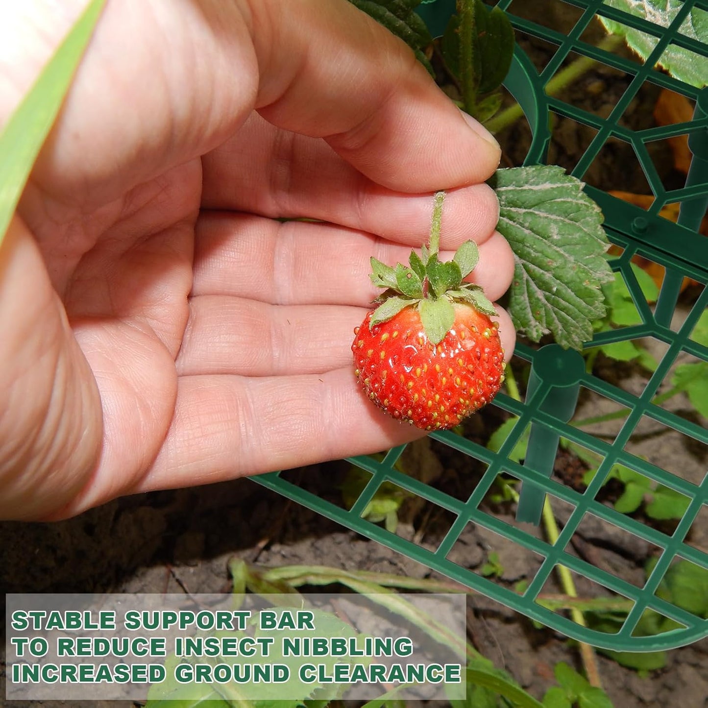 Qumenan 5 Pack 4 Strawberry Plant Support Square Strawberry Supports for Garden Green Holder Plastic Stand with Sturdy