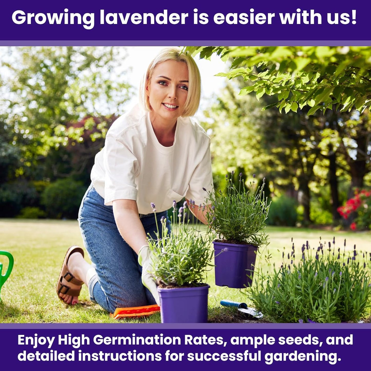 7500 90% (5 Pack) NatureZ Edge English Lavender Seeds for Planting Outdoors or Indoors, Germination, to Give You The