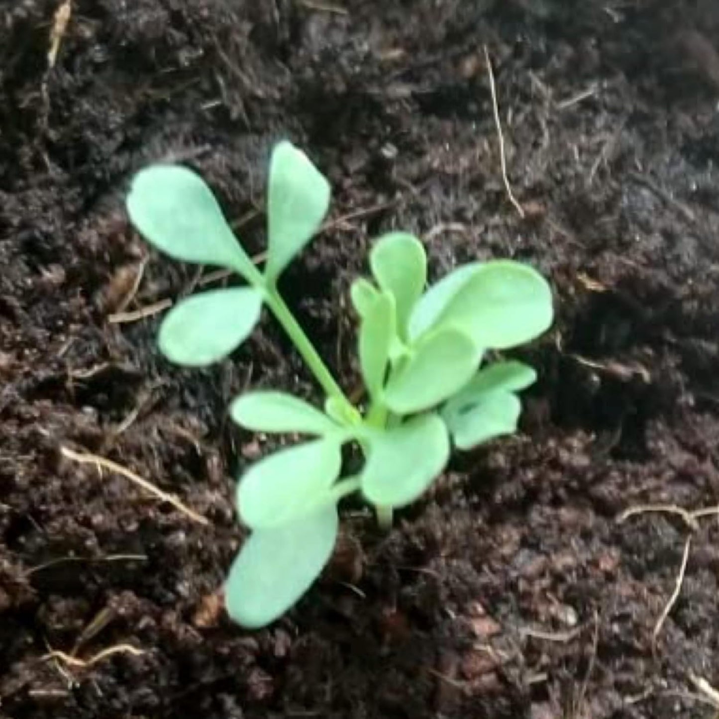 (1 Pack) Seed Needs Rue Seeds for Planting - Non-GMO Heirloom & Untreated Perennial Herb Seed to Plant a Home Grown