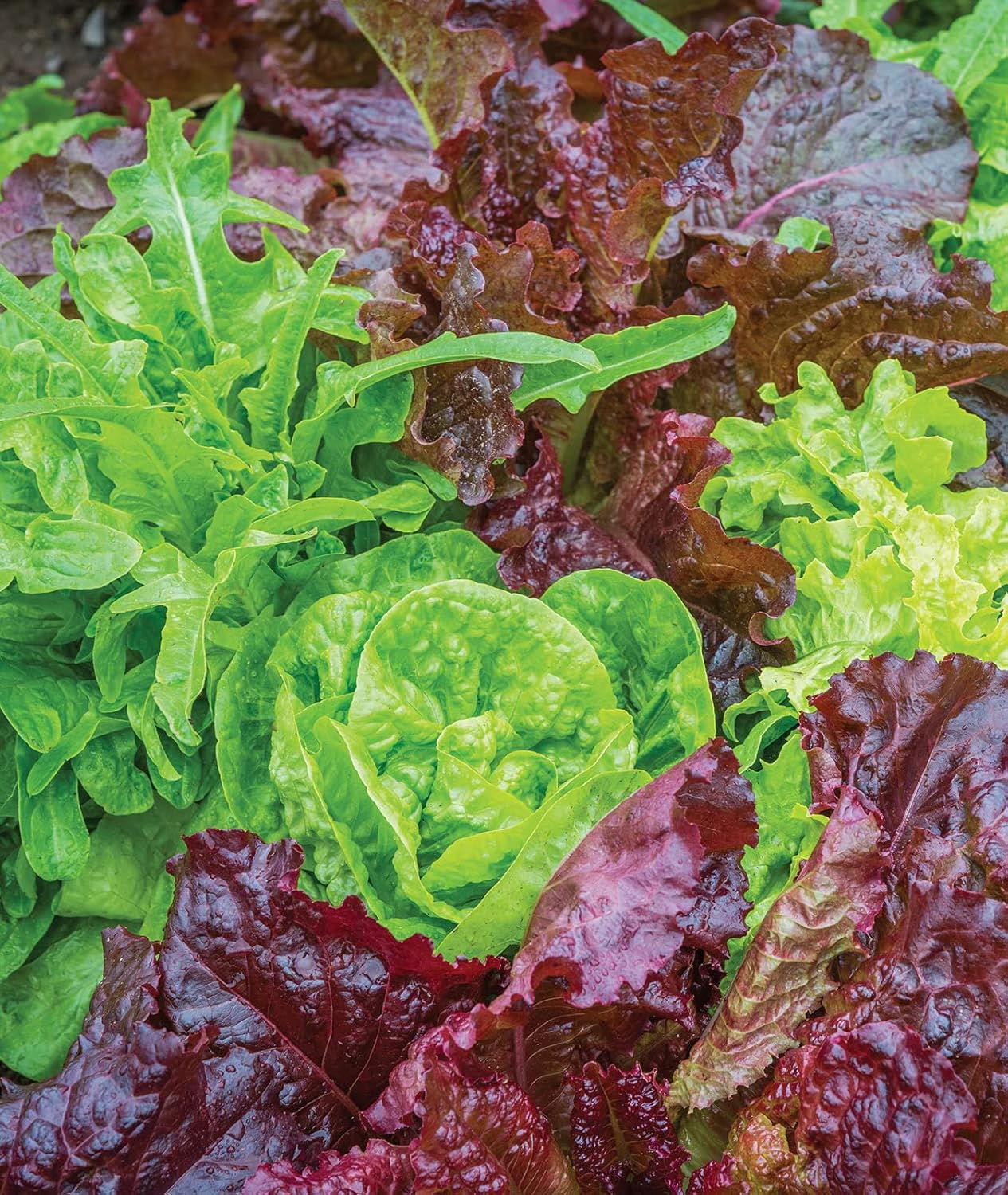 1000 Burpee Heatwave Blend Lettuce Seeds seeds