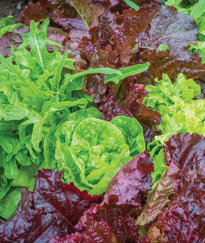1000 Burpee Heatwave Blend Lettuce Seeds seeds