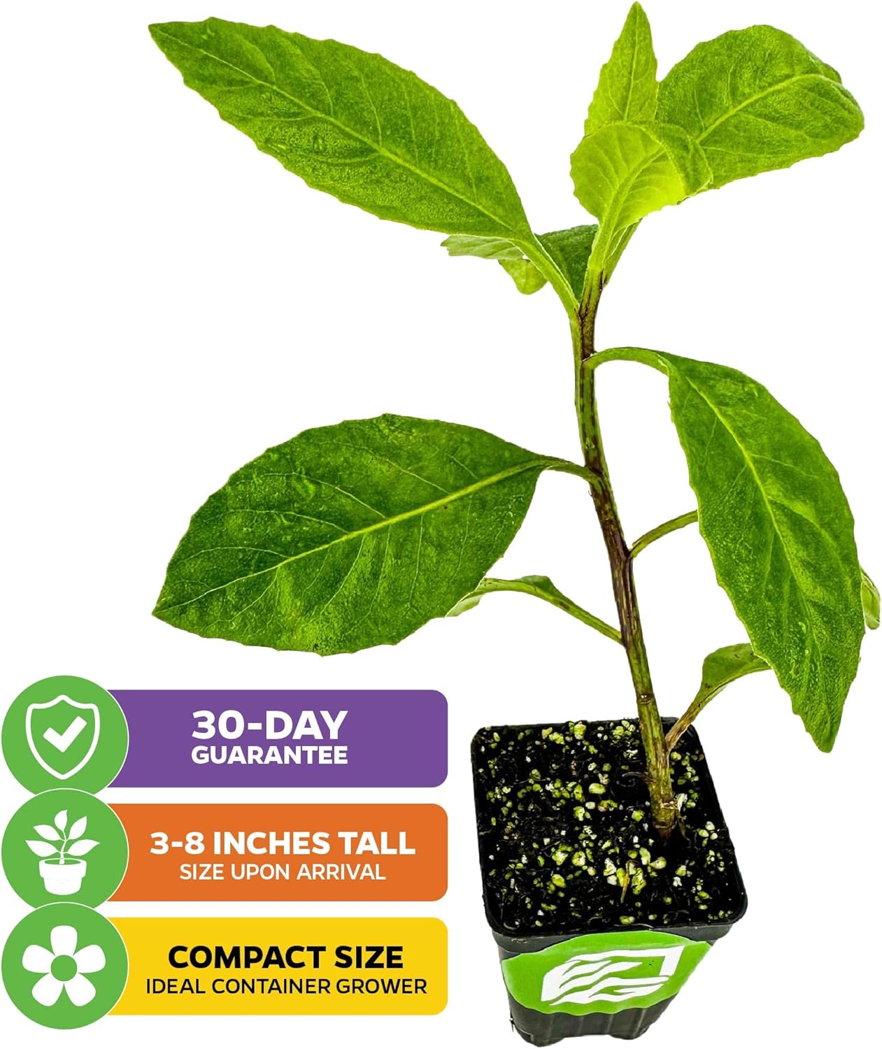 Longevity Spinach Live Plant - Gynura procumbens - Wellspring Gardens Nutrient-Rich Live Vegetable Plants - Vibrant