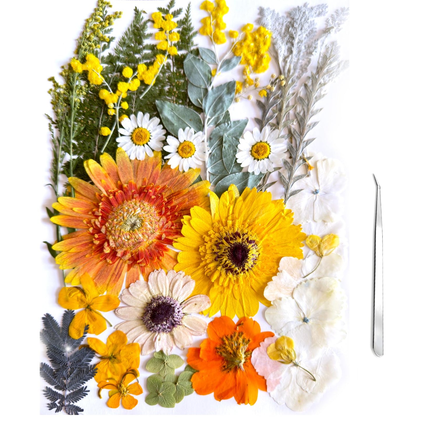 ZQmino A4 Large Dried Pressed Flowers for Resin Real Dry Natural Flowers Leaves for Resin Mold Cake Candle Making Phone Cases Scrapbooking DIY Art Crafts (Yellow+White)