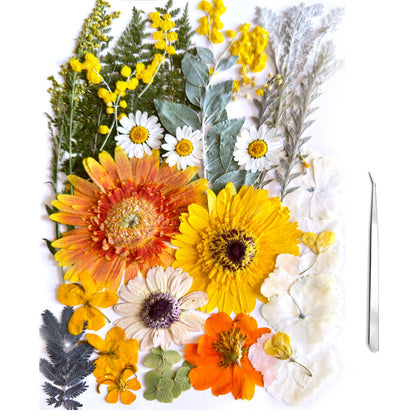 ZQmino A4 Large Dried Pressed Flowers for Resin Real Dry Natural Flowers Leaves for Resin Mold Cake Candle Making Phone Cases Scrapbooking DIY Art Crafts (Yellow+White)