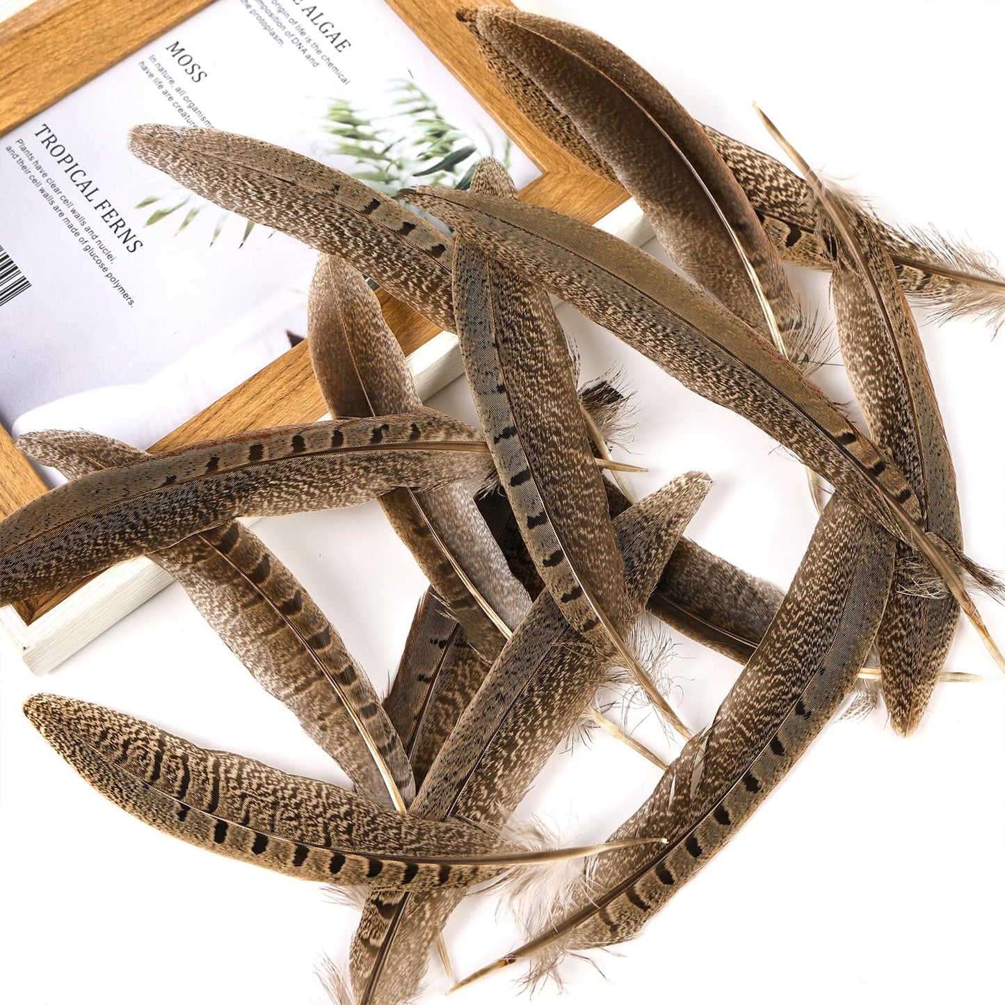 THARAHT 24pcs Male Ringneck Pheasant Tails Feathers Natural Feathers 8-10inch 20-25cm for Crafts Home Wedding Party Performance DIY Decoration Male Pheasant Feathers
