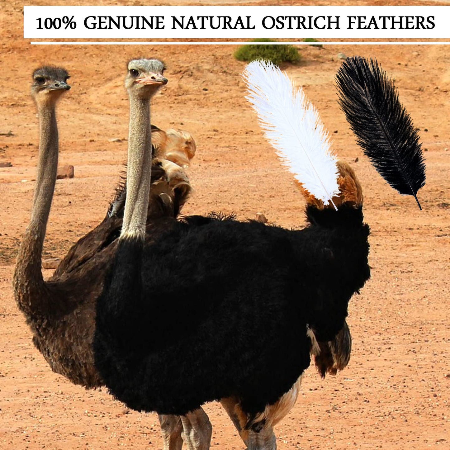 Giegxin 100 Pcs Natural Ostrich Feathers Bulk for Centerpieces 8-10 Inch/ 20-25 cm White Black Ostrich Feathers for DIY Crafts Christmas Wedding Masquerade Party Decorations