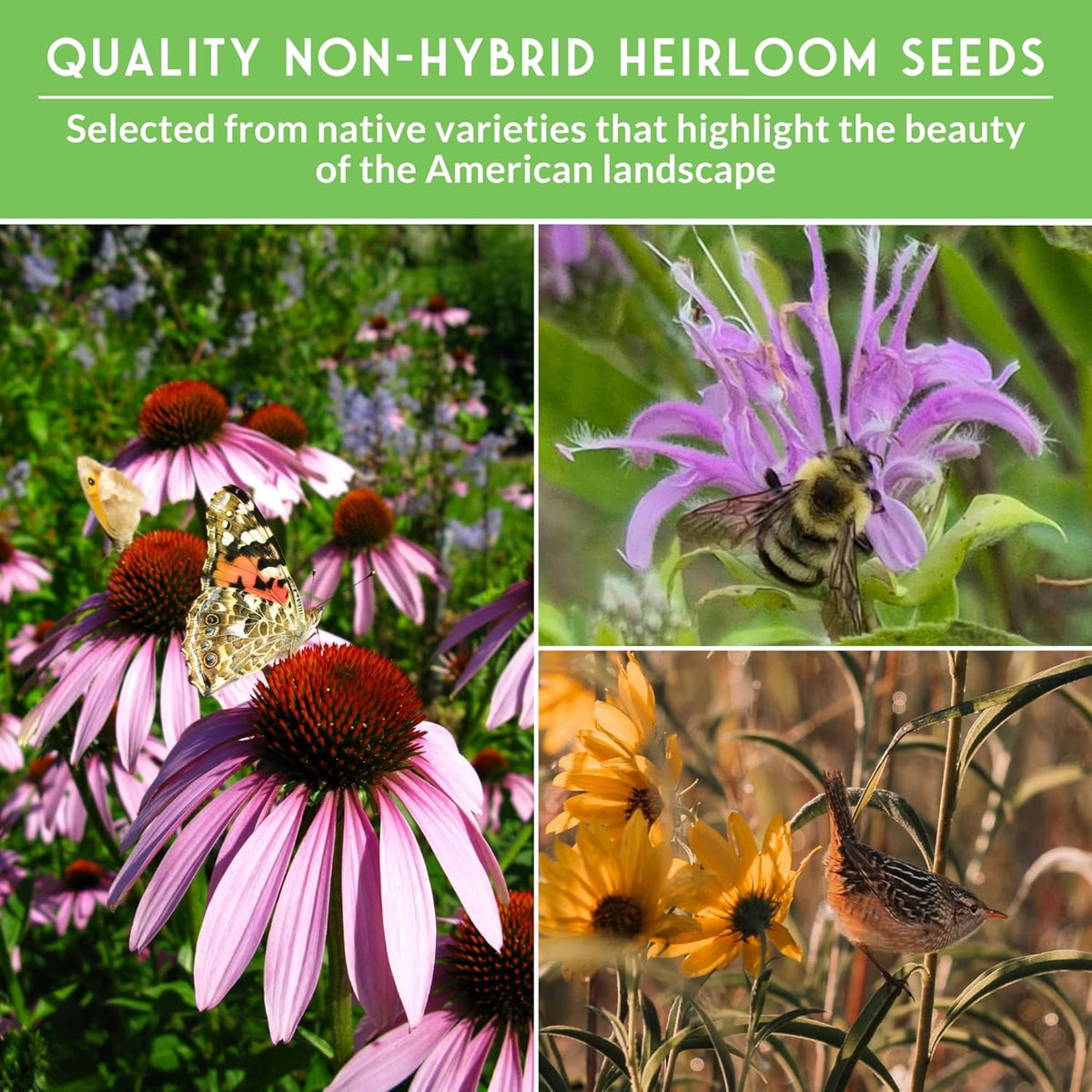 Native Wildflower Seeds | 24 Variety Pack for Butterfly & Bee-Friendly Gardens - Non-GMO Heirloom