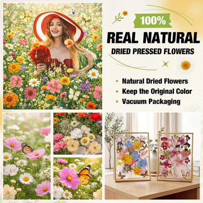 Solsew 160 Pcs Dried Pressed Flowers for Resin Set Natural Pressed Flowers with Butterfly Stickers for Crafts DIY Jewelry Floral Decors Making Nail Art(Wildflower,Light Yellow)