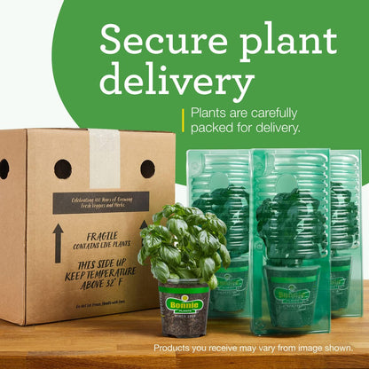 19.3 oz. 4-pack Bonnie Plants Big Beef Tomato