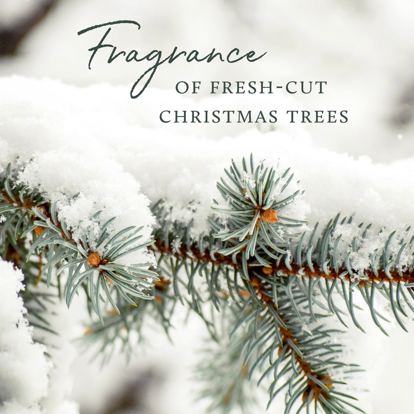 Thymes Frasier Fir Reed Diffuser Set – Includes Reeds, Fragrance Oil, and Frosted Glass Bottle – Fragrance Oil Diffuser – Room Fresheners – Luxury Home Decor – Green & Clear (Pine Needle, 4 fl oz)