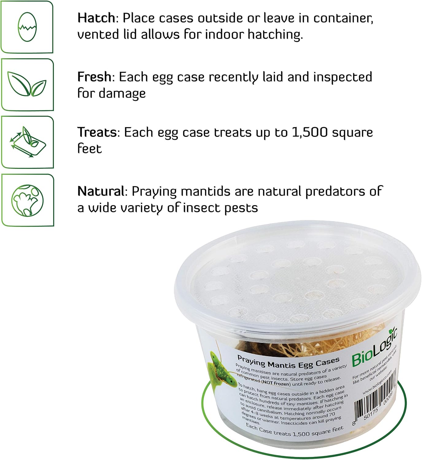 BioLogic Company, Inc. 2 Praying Mantis Egg Cases - Extra Large Cases