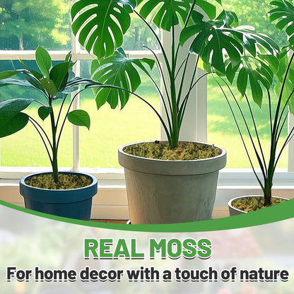 Alphatool 35oz Jumbo Pack Natural Green Moss for Crafts - Bulk Moss for Plants Indoor, Artificial Fairy Gardens, Mosswall, Filling Fake Plants, Floral Design, Home Decoration, Professional DIY Use
