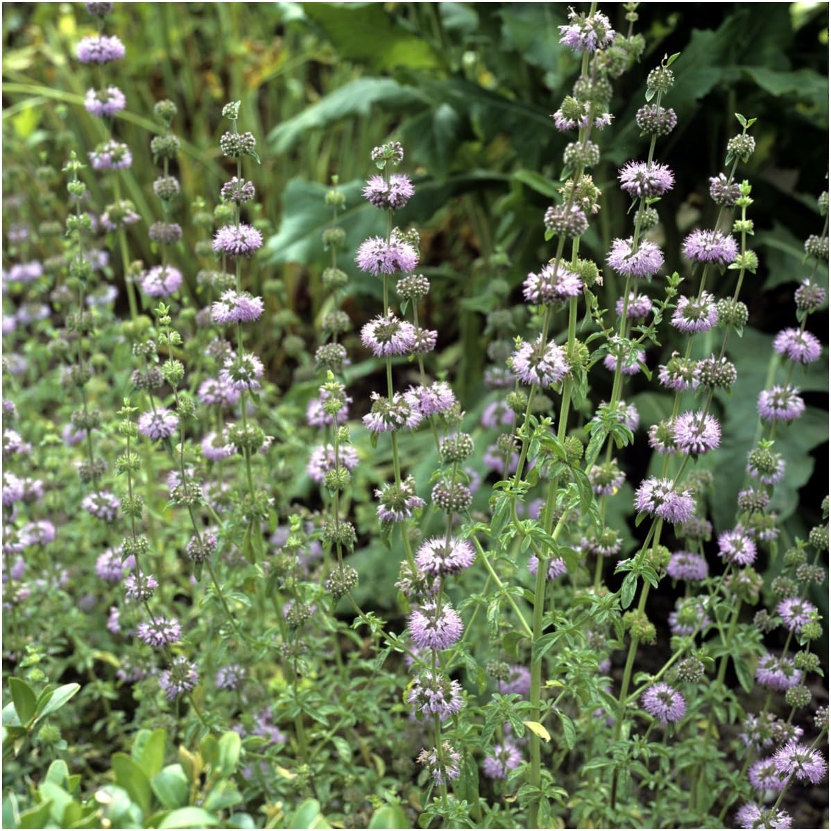 1,000 (1 Pack) Seed Needs, Pennyroyal Mint Seeds - Heirloom Seeds for Planting Mentha pulegium - Medicinal Herb Non-GMO