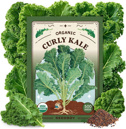 Packet Seedboy Organic Kale Seeds for Planting Indoor and Outdoor, Non-GMO and USDA Certified Vegetable Seed