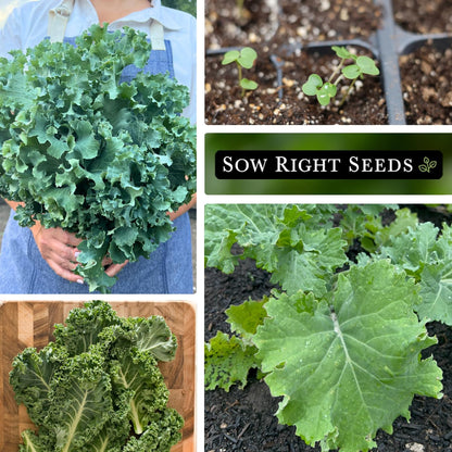Packet (2) Sow Right Seeds - Dwarf Siberian Improved Kale Seed for Planting - Non-GMO Heirloom with Instructions