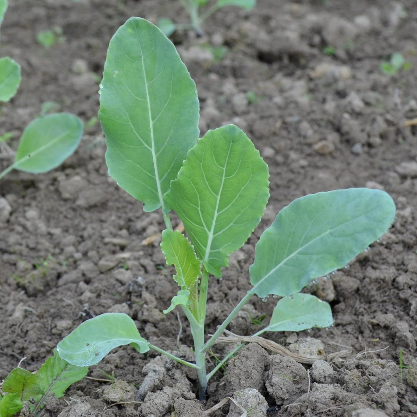 (5 Packs) Seed Needs Cauliflower Seeds for Planting Purple of Sicily Cauliflowers - Non-GMO Heirloom & Untreated