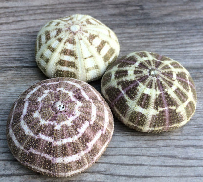 Alfonso Sea Urchins Shells for Air Plants - 3 Alphonse (3-4") Sea Urchin Shells - Hanging Air Plant Holder - Air Plants Live Holders - Air Plant Pot - No Plants Included