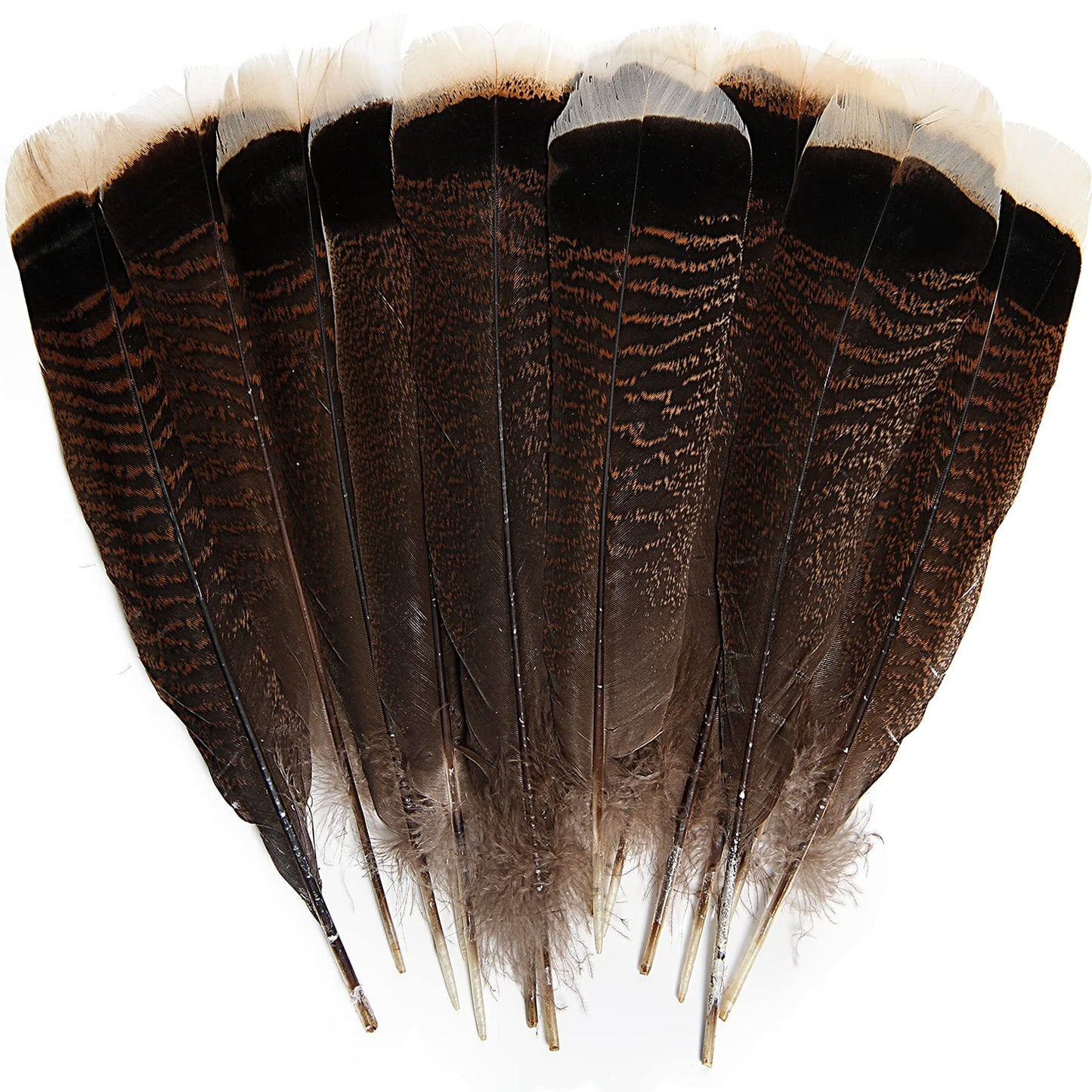 THARAHT 24pcs Natural Wild Turkey Tails Feathers Quill Bulk 10-12inch 25-30cm for DIY Crafts Project Collection Wedding Decoration Wild Turkey Tails Feather